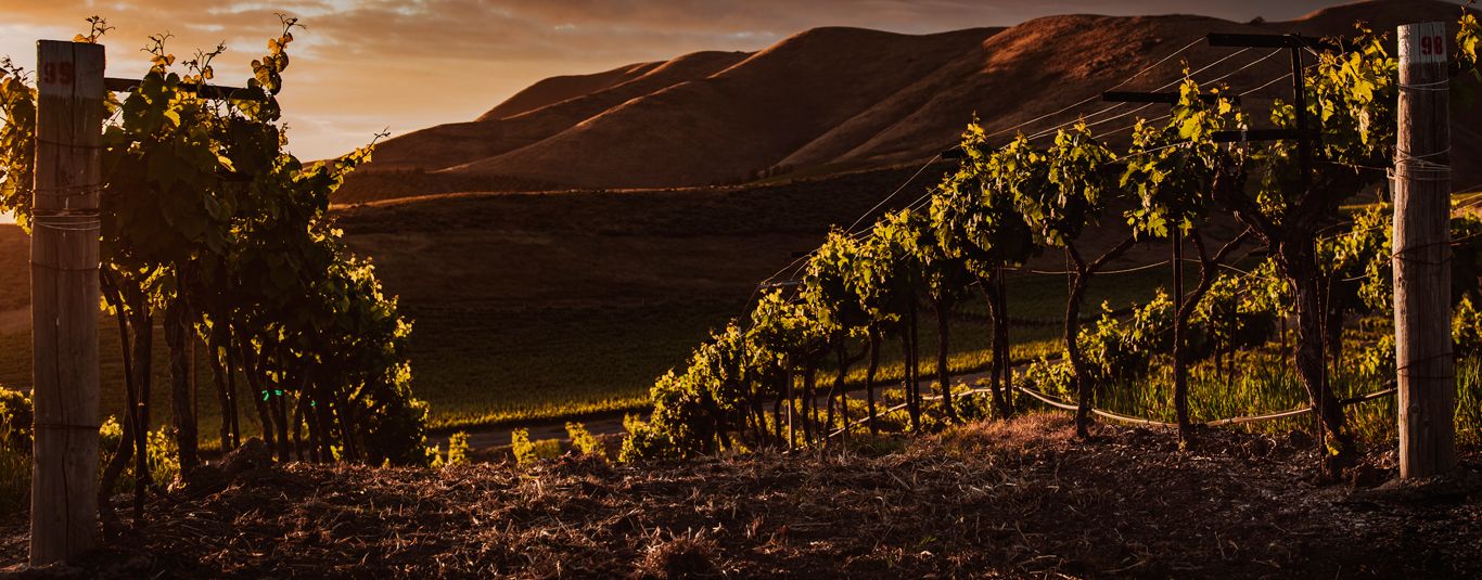 Vinos Orgánicos